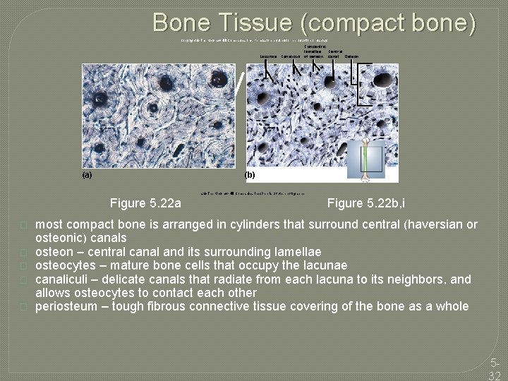 Bone Tissue (compact bone) Copyright © The Mc. Graw-Hill Companies, Inc. Permission required for
