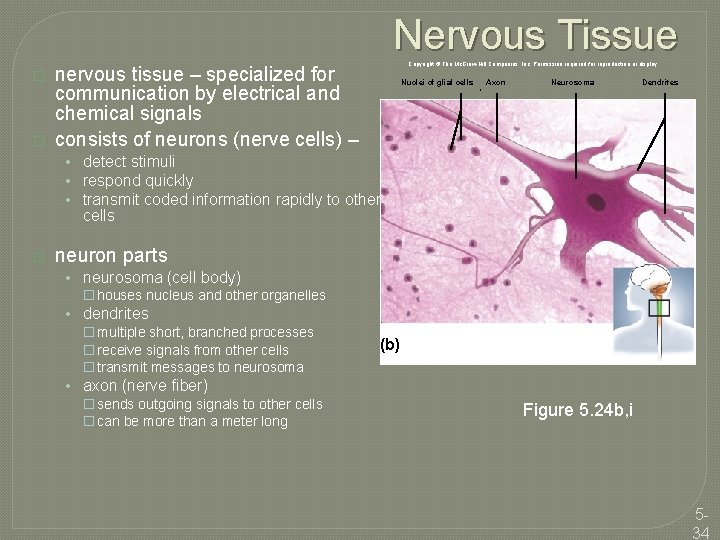 Nervous Tissue � � Copyright © The Mc. Graw-Hill Companies, Inc. Permission required for