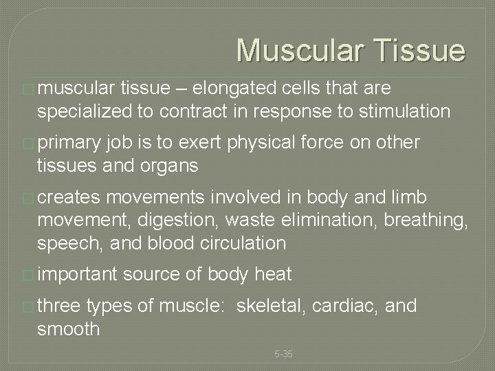 Muscular Tissue � muscular tissue – elongated cells that are specialized to contract in