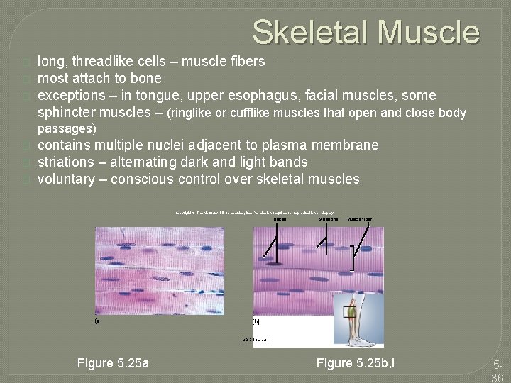 Skeletal Muscle � � � long, threadlike cells – muscle fibers most attach to