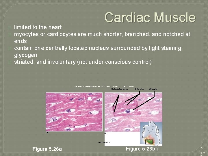 Cardiac Muscle � � limited to the heart myocytes or cardiocytes are much shorter,