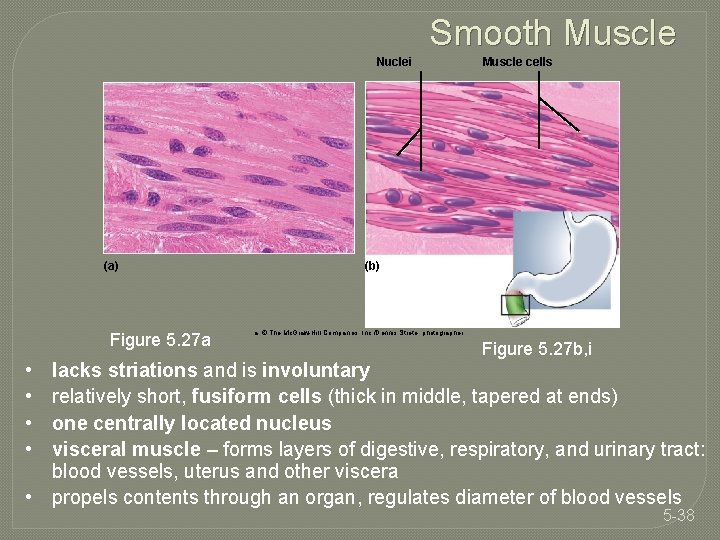 Smooth Muscle Nuclei (a) Figure 5. 27 a • • Muscle cells (b) a: