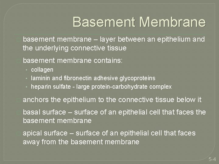 Basement Membrane � basement membrane – layer between an epithelium and the underlying connective
