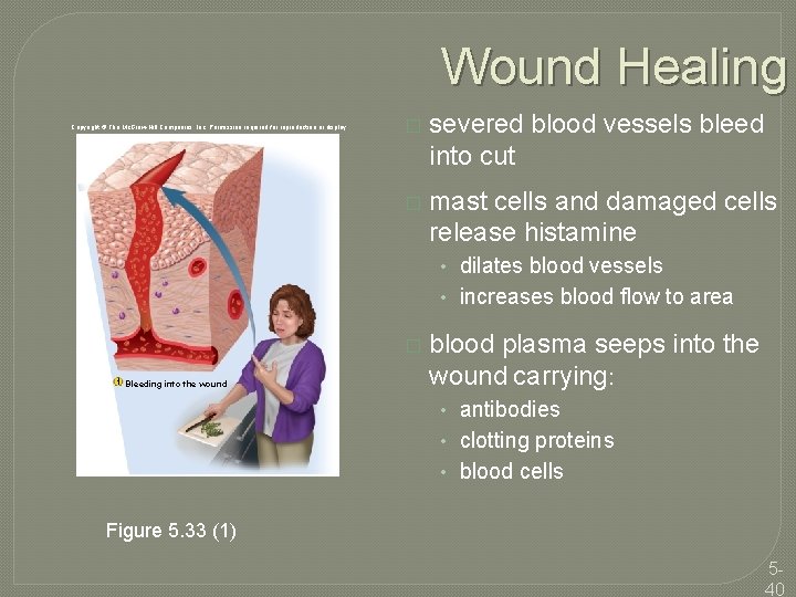 Wound Healing Copyright © The Mc. Graw-Hill Companies, Inc. Permission required for reproduction or