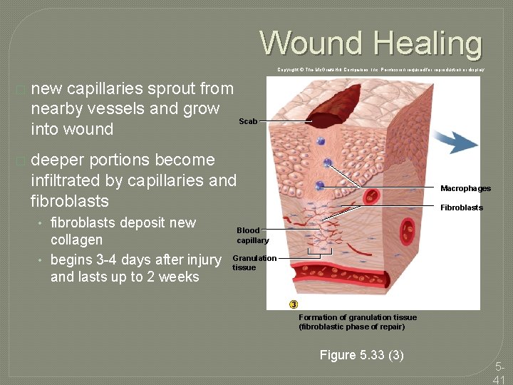 Wound Healing Copyright © The Mc. Graw-Hill Companies, Inc. Permission required for reproduction or