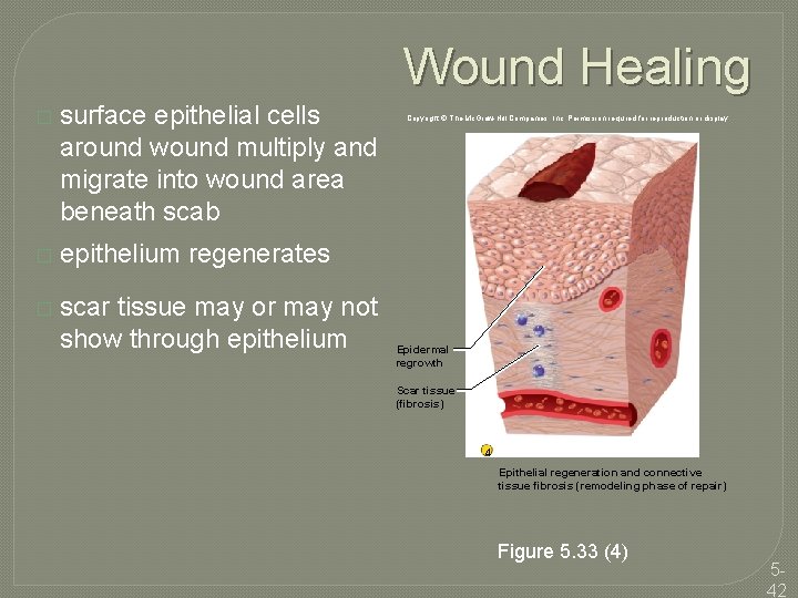 Wound Healing � surface epithelial cells around wound multiply and migrate into wound area