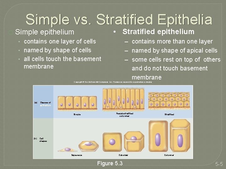 Simple vs. Stratified Epithelia � • Stratified epithelium Simple epithelium – contains more than