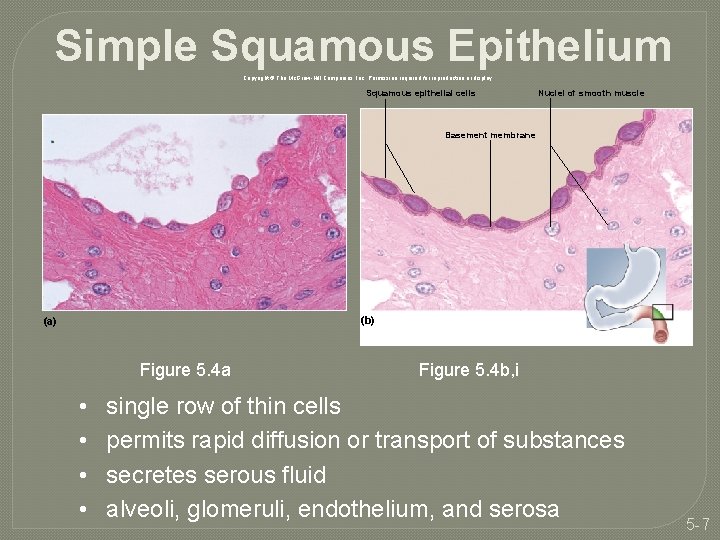 Simple Squamous Epithelium Copyright © The Mc. Graw-Hill Companies, Inc. Permission required for reproduction