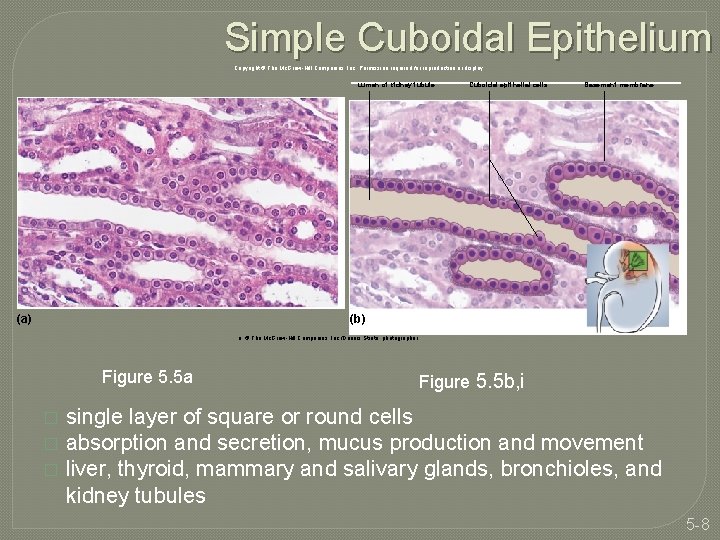 Simple Cuboidal Epithelium Copyright © The Mc. Graw-Hill Companies, Inc. Permission required for reproduction