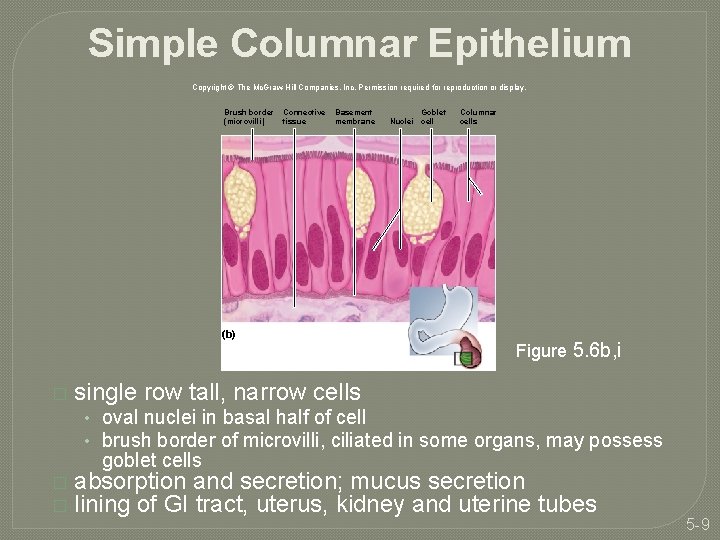 Simple Columnar Epithelium Copyright © The Mc. Graw-Hill Companies, Inc. Permission required for reproduction