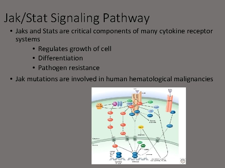 Jak/Stat Signaling Pathway • Jaks and Stats are critical components of many cytokine receptor