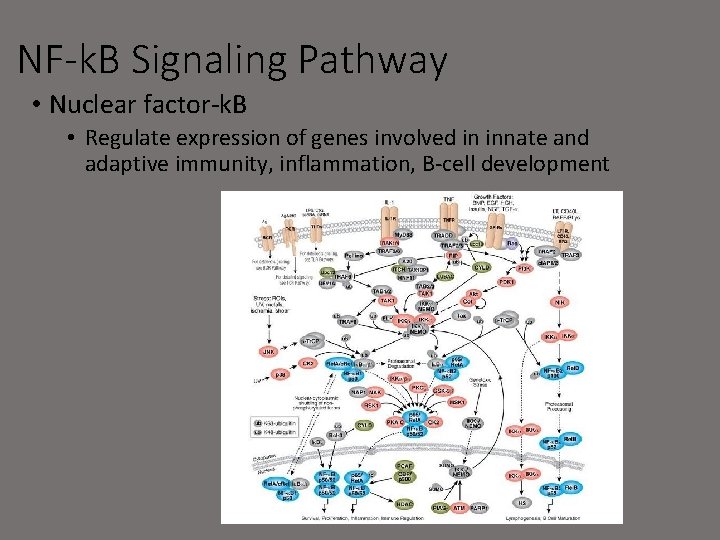 NF-k. B Signaling Pathway • Nuclear factor-k. B • Regulate expression of genes involved