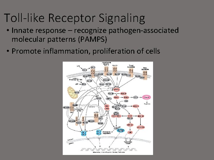 Toll-like Receptor Signaling • Innate response – recognize pathogen-associated molecular patterns (PAMPS) • Promote