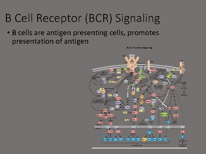 B Cell Receptor (BCR) Signaling • B cells are antigen presenting cells, promotes presentation