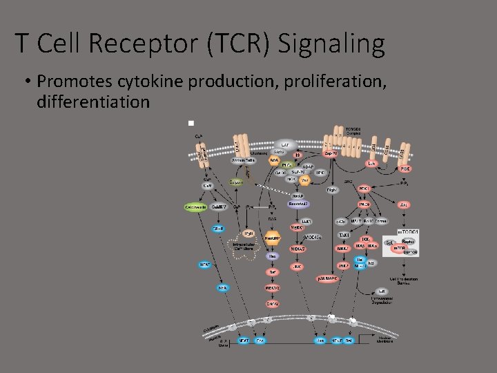 T Cell Receptor (TCR) Signaling • Promotes cytokine production, proliferation, differentiation 