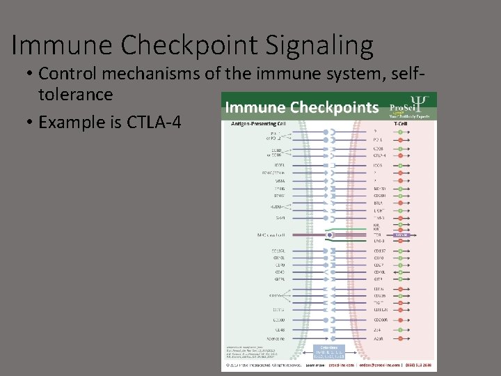 Immune Checkpoint Signaling • Control mechanisms of the immune system, selftolerance • Example is