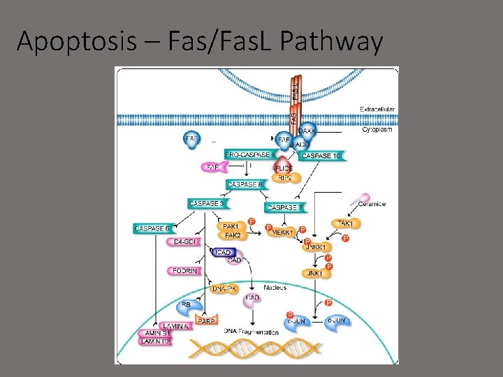 Apoptosis – Fas/Fas. L Pathway 