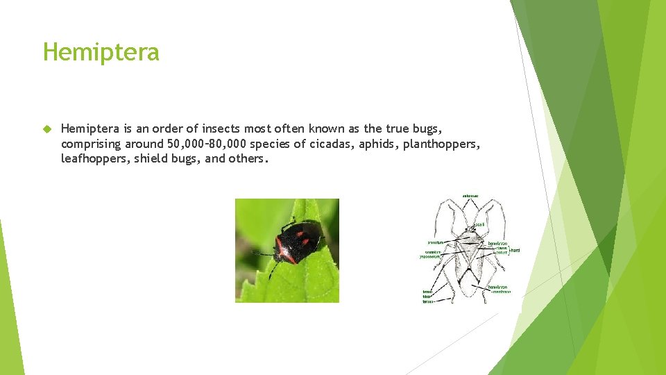 Hemiptera is an order of insects most often known as the true bugs, comprising