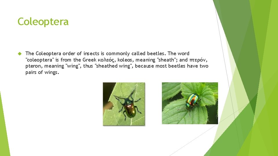 Coleoptera The Coleoptera order of insects is commonly called beetles. The word "coleoptera" is