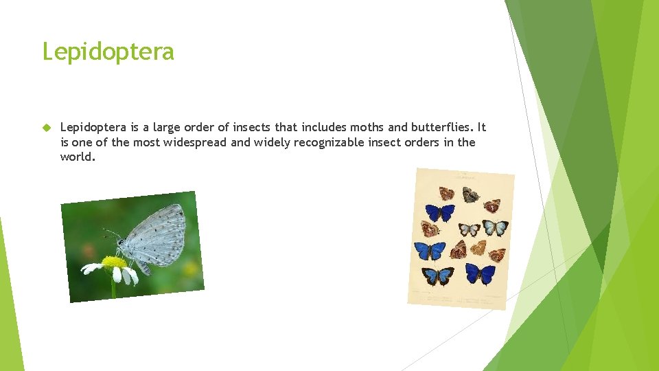 Lepidoptera is a large order of insects that includes moths and butterflies. It is