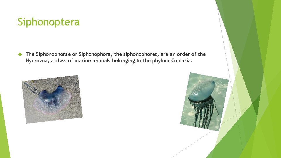 Siphonoptera The Siphonophorae or Siphonophora, the siphonophores, are an order of the Hydrozoa, a