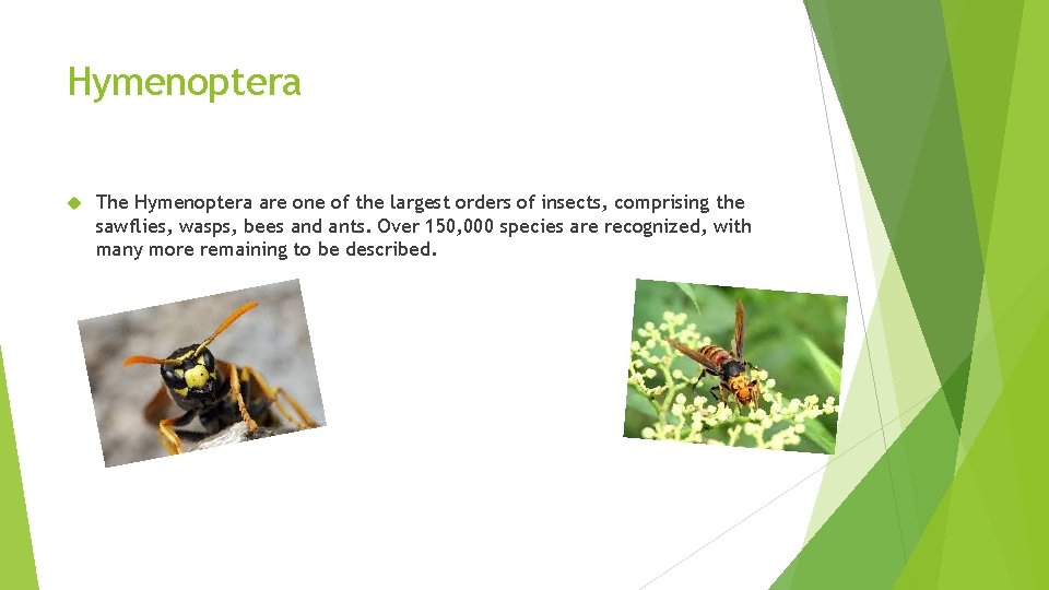 Hymenoptera The Hymenoptera are one of the largest orders of insects, comprising the sawflies,