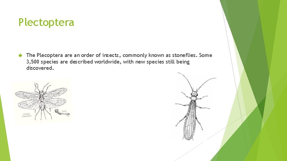 Plectoptera The Plecoptera are an order of insects, commonly known as stoneflies. Some 3,