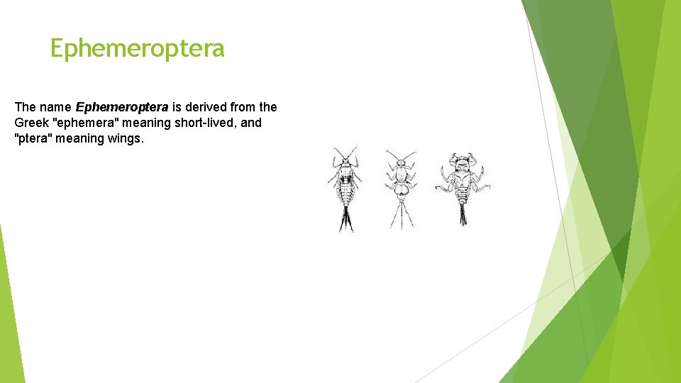 Ephemeroptera The name Ephemeroptera is derived from the Greek "ephemera" meaning short-lived, and "ptera"