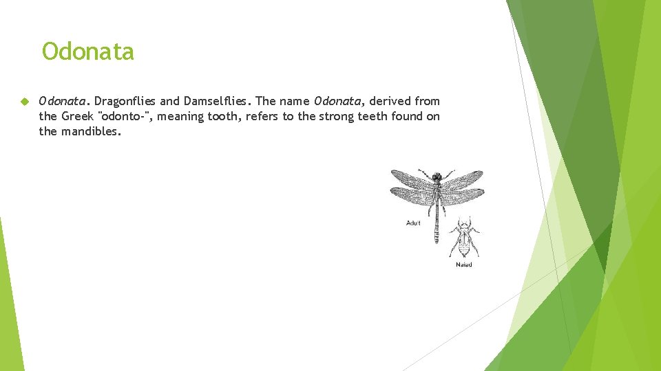 Odonata Odonata. Dragonflies and Damselflies. The name Odonata, derived from the Greek "odonto-", meaning