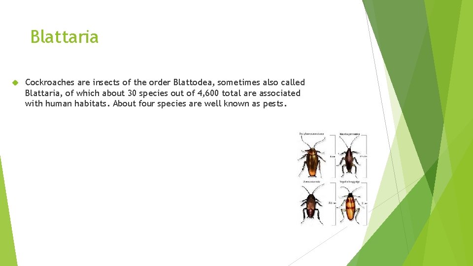 Blattaria Cockroaches are insects of the order Blattodea, sometimes also called Blattaria, of which