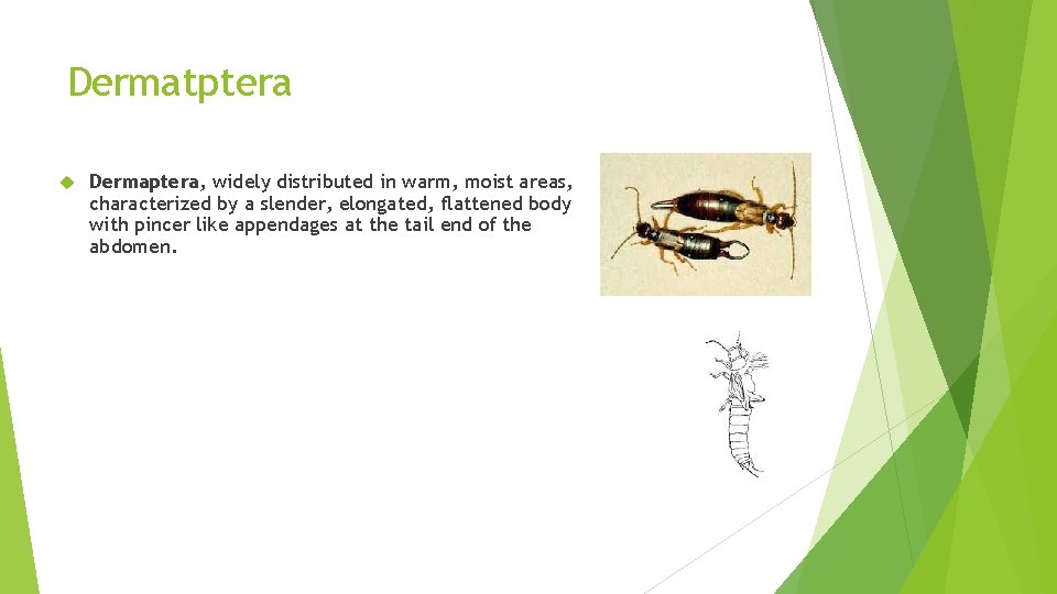 Dermatptera Dermaptera, widely distributed in warm, moist areas, characterized by a slender, elongated, flattened