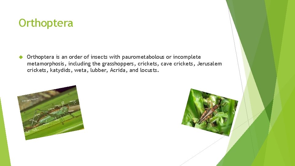 Orthoptera is an order of insects with paurometabolous or incomplete metamorphosis, including the grasshoppers,