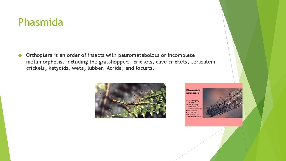 Phasmida Orthoptera is an order of insects with paurometabolous or incomplete metamorphosis, including the