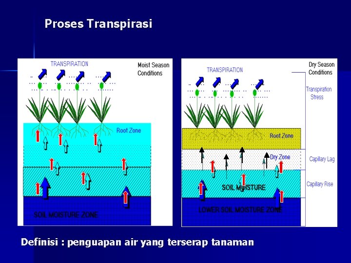 Proses Transpirasi Definisi : penguapan air yang terserap tanaman 