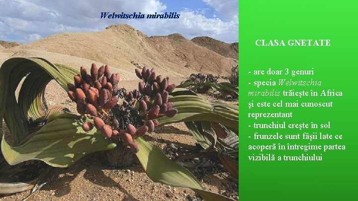 Welwitschia mirabilis CLASA GNETATE - are doar 3 genuri - specia Welwitschia mirabilis trăieşte