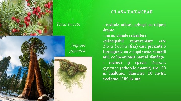 CLASA TAXACEAE Taxus bacata Sequoia gigantea - include arbori, arbuşti cu tulpini drepte -