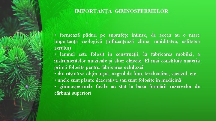 IMPORTANŢA GIMNOSPERMELOR • formează păduri pe suprafeţe întinse, de aceea au o mare importanţă