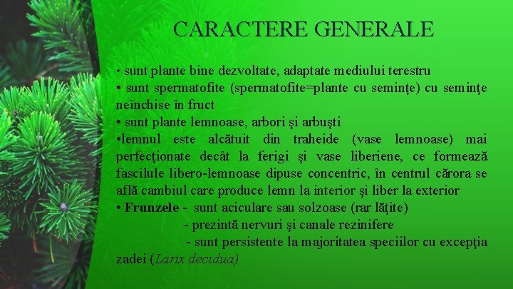 CARACTERE GENERALE • sunt plante bine dezvoltate, adaptate mediului terestru • sunt spermatofite (spermatofite=plante