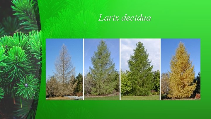 Larix decidua 