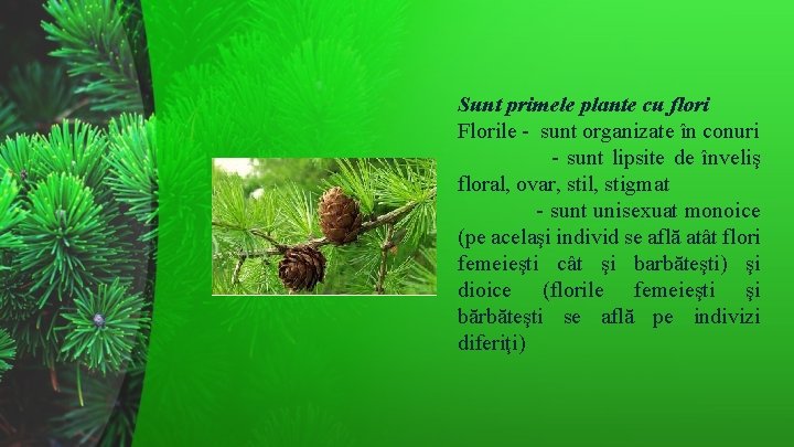 Sunt primele plante cu flori Florile - sunt organizate în conuri - sunt lipsite