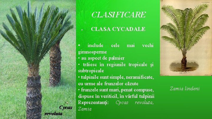 CLASIFICARE • CLASA CYCADALE • Cycas revoluta include cele mai vechi gimnosperme • au