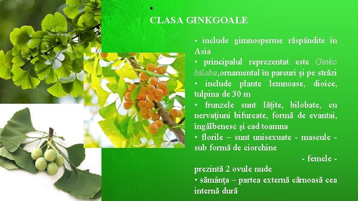  • CLASA GINKGOALE • include gimnosperme răspândite în Asia • principalul reprezentat este