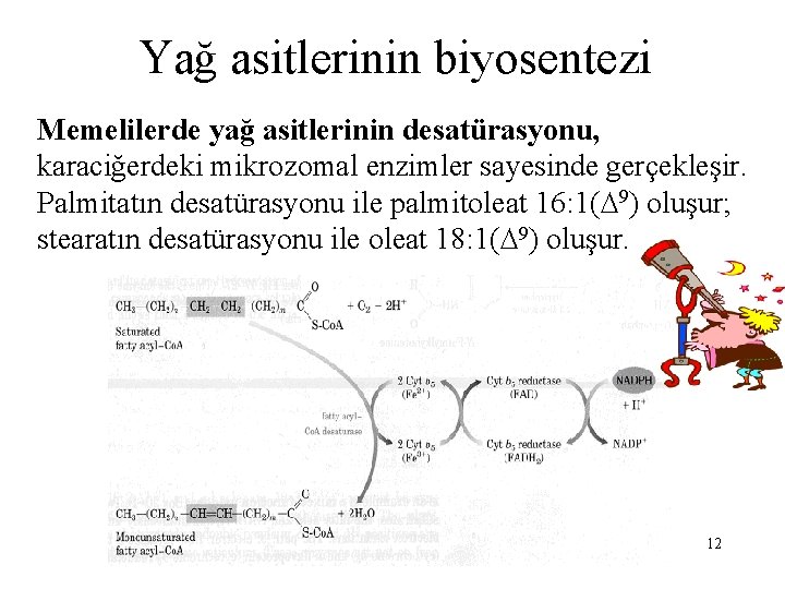 Yağ asitlerinin biyosentezi Memelilerde yağ asitlerinin desatürasyonu, karaciğerdeki mikrozomal enzimler sayesinde gerçekleşir. Palmitatın desatürasyonu