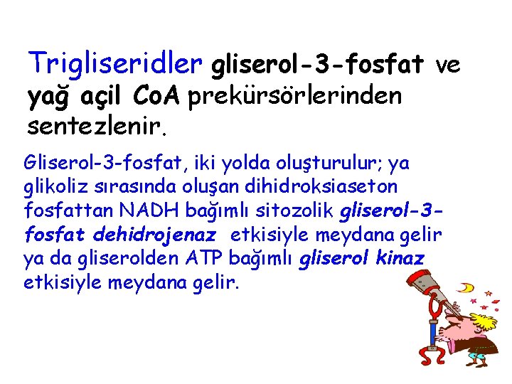 Trigliseridler gliserol-3 -fosfat ve yağ açil Co. A prekürsörlerinden sentezlenir. Gliserol-3 -fosfat, iki yolda