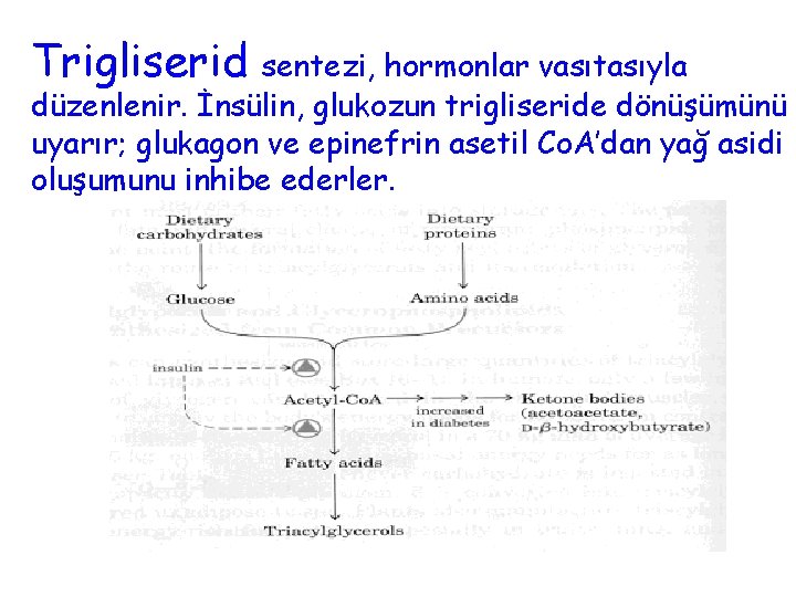 Trigliserid sentezi, hormonlar vasıtasıyla düzenlenir. İnsülin, glukozun trigliseride dönüşümünü uyarır; glukagon ve epinefrin asetil