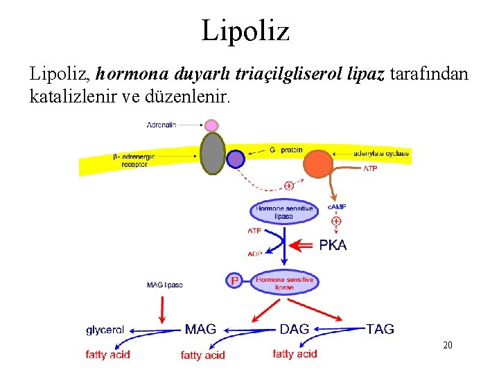 Lipoliz, hormona duyarlı triaçilgliserol lipaz tarafından katalizlenir ve düzenlenir. 20 