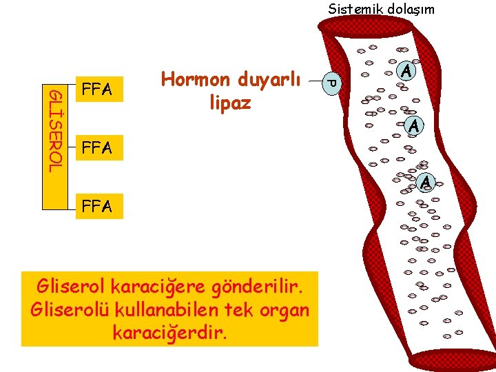 Sistemik dolaşım Hormon duyarlı lipaz FFA FA P GLİSEROL FA FFA FA Gliserol karaciğere