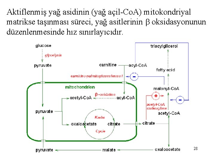 Aktiflenmiş yağ asidinin (yağ açil-Co. A) mitokondriyal matrikse taşınması süreci, yağ asitlerinin oksidasyonunun düzenlenmesinde