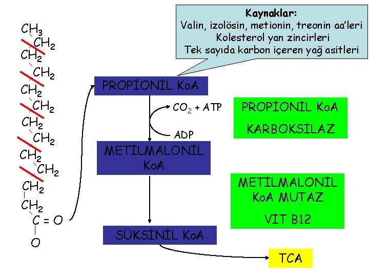 CH 3 CH 2 CH 2 CH 2 C=O O Kaynaklar: Valin, izolösin, metionin,