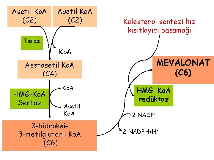 Asetil Ko. A (C 2) Kolesterol sentezi hız kısıtlayıcı basamağı Tiolaz Ko. A MEVALONAT